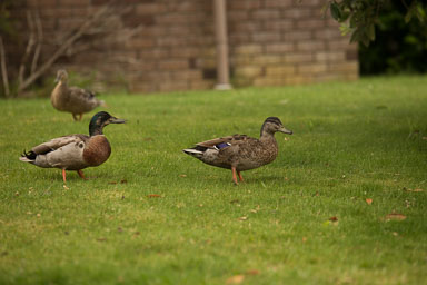 1030-AucklandBotanicGardens-0007.jpg