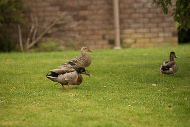 1030-AucklandBotanicGardens-0011.jpg