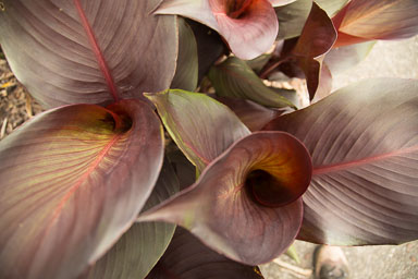 1030-AucklandBotanicGardens-0014.jpg