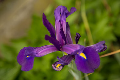 1030-AucklandBotanicGardens-0019.jpg
