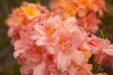 1030-AucklandBotanicGardens-0028.jpg