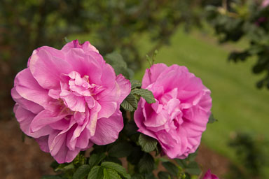 1030-AucklandBotanicGardens-0031.jpg