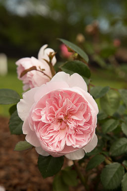 1030-AucklandBotanicGardens-0032.jpg