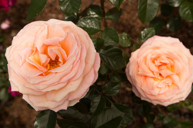 1030-AucklandBotanicGardens-0033.jpg