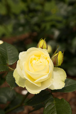 1030-AucklandBotanicGardens-0037.jpg