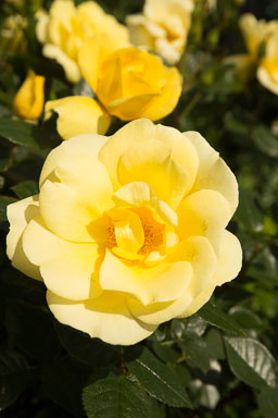 Auckland Botanic Gardens