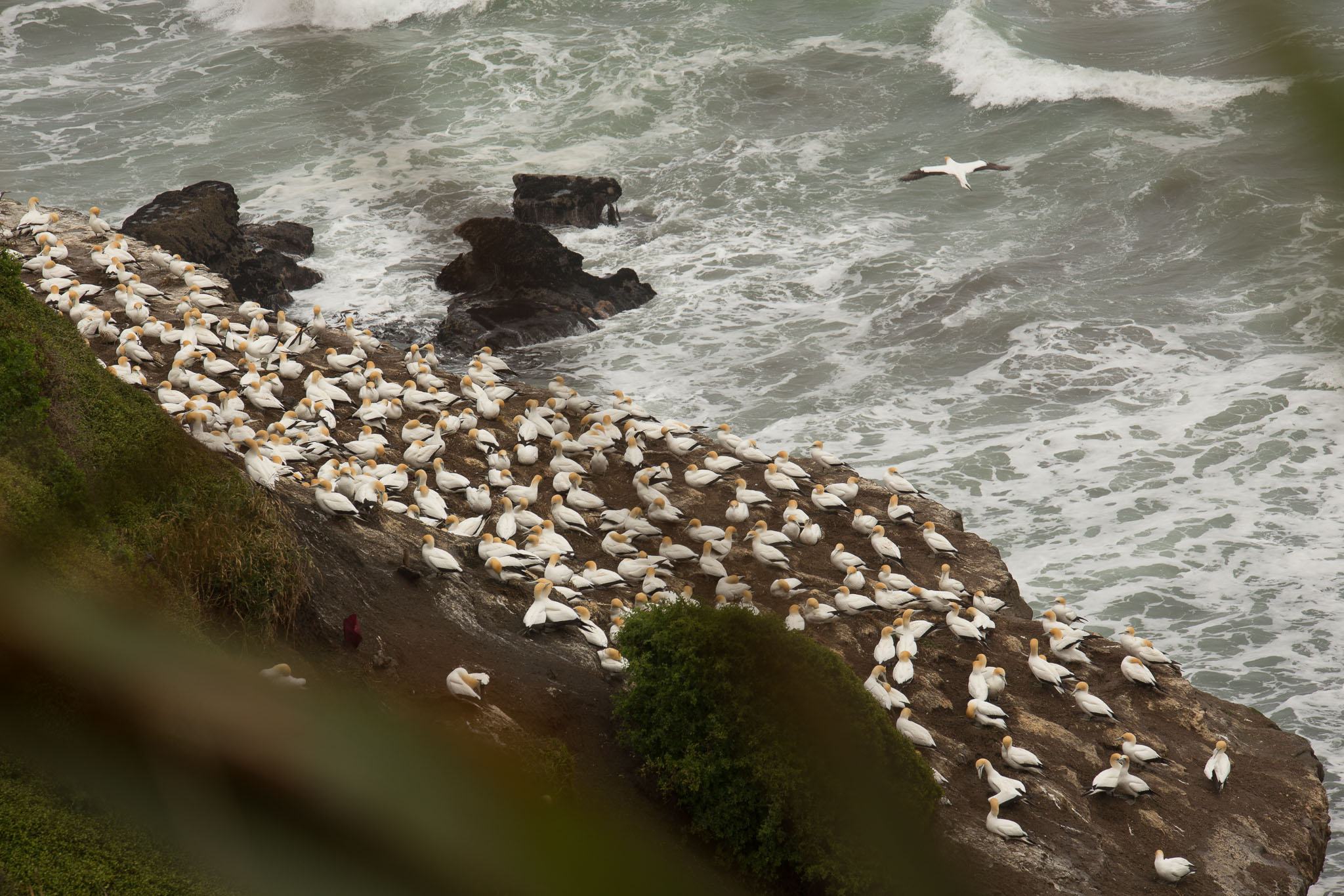 1102-AucklandGanets-0022.jpg
