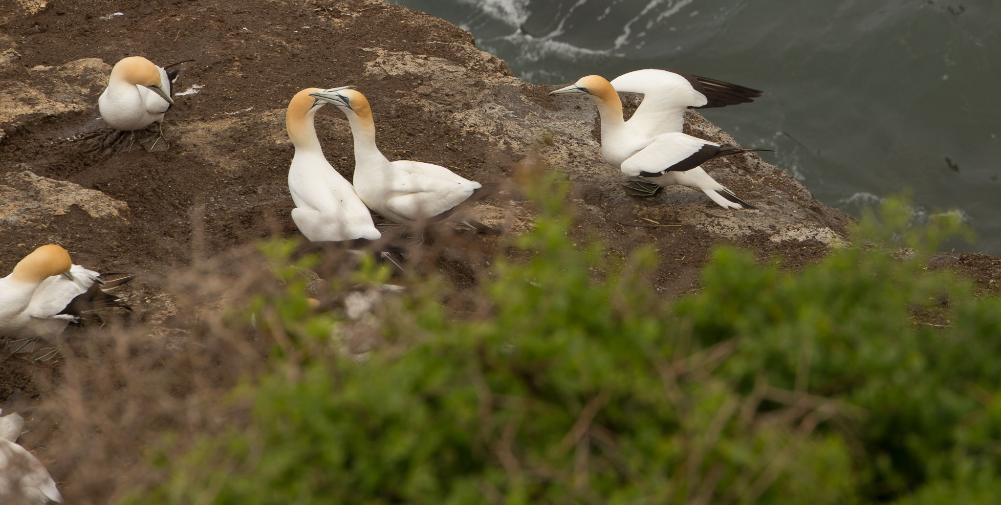 1102-AucklandGanets-0114.jpg