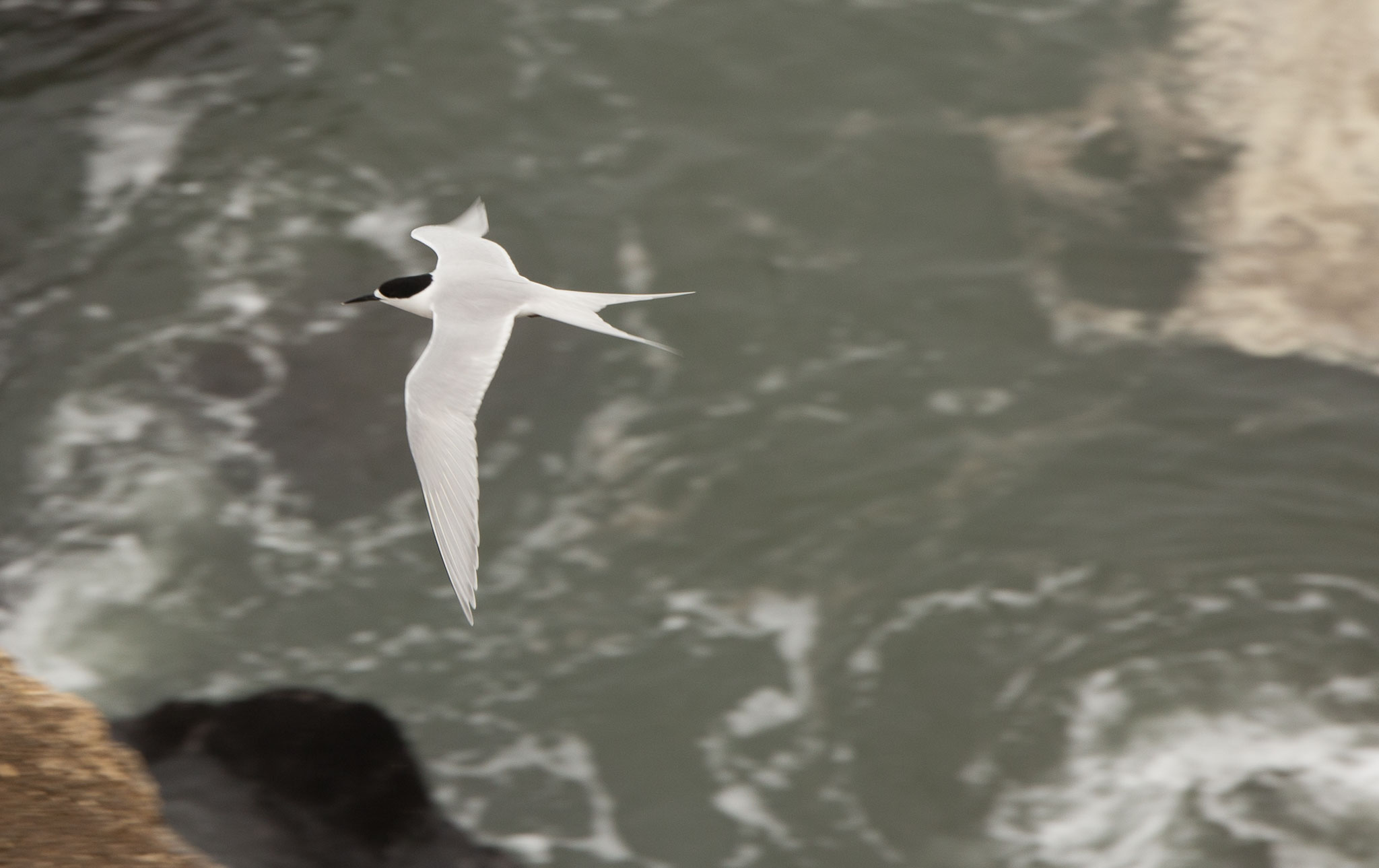 1102-AucklandGanets-0144.jpg