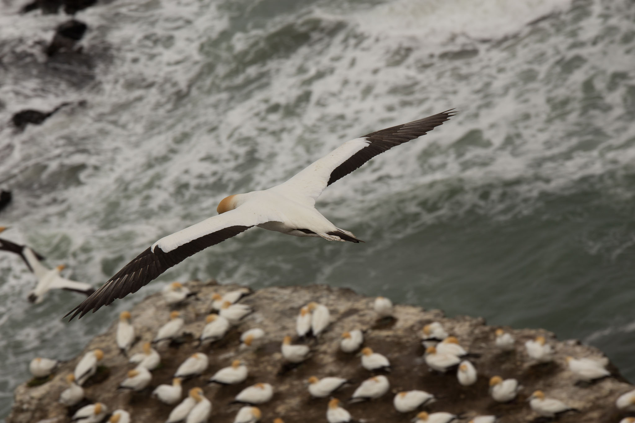 1102-AucklandGanets-0158.jpg