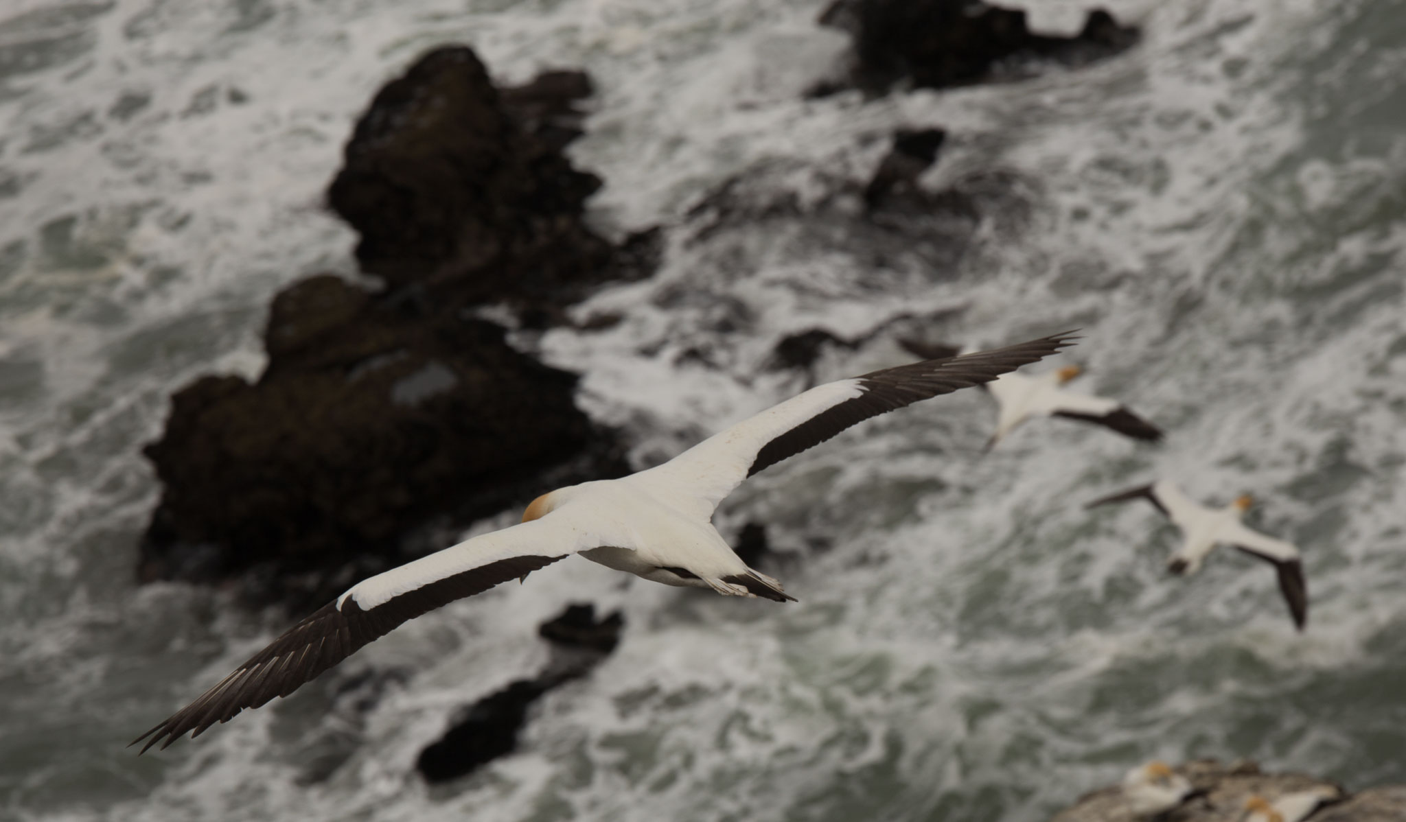 1102-AucklandGanets-0159.jpg