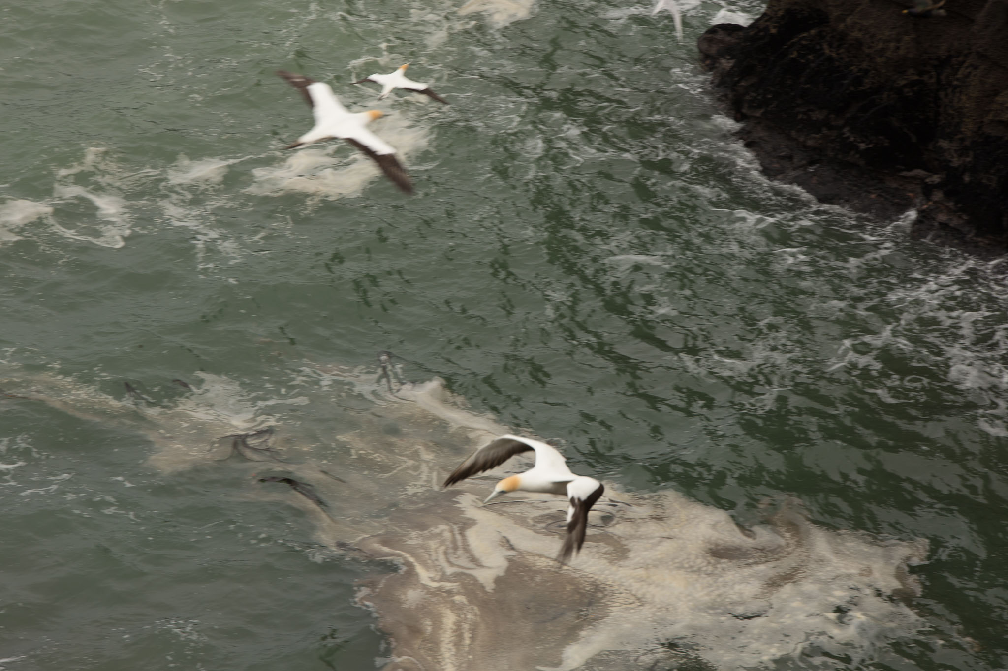 1102-AucklandGanets-0171.jpg