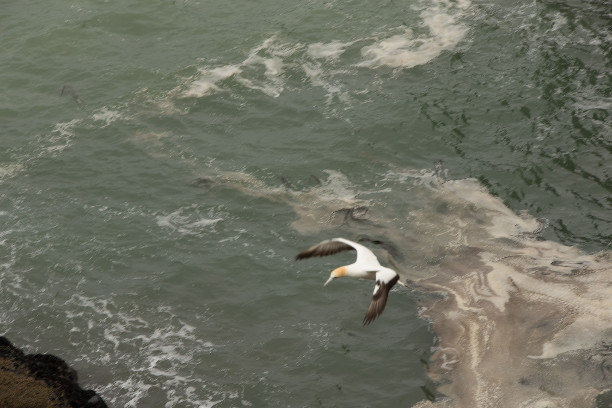 1102-AucklandGanets-0172.jpg