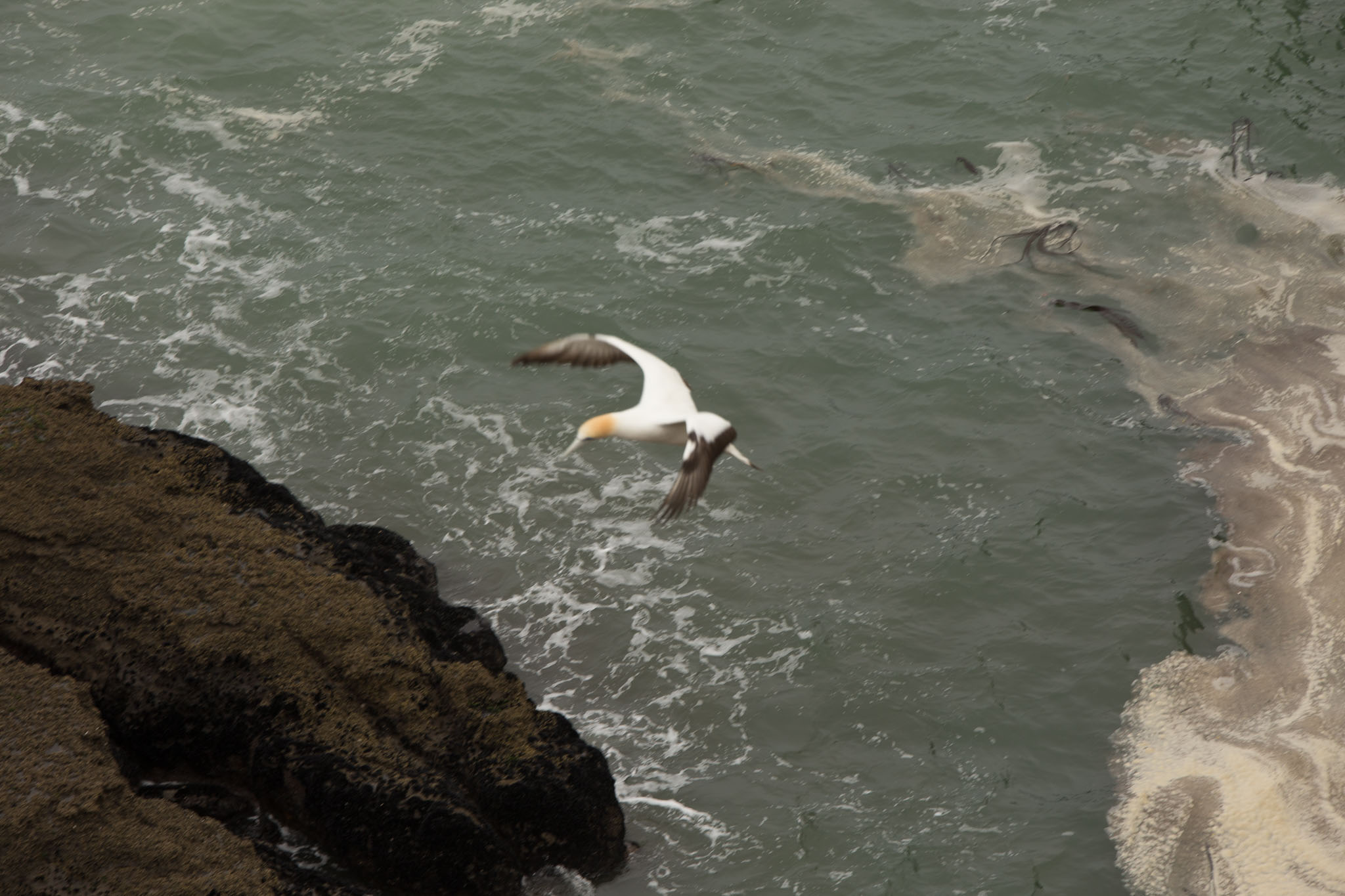 1102-AucklandGanets-0173.jpg