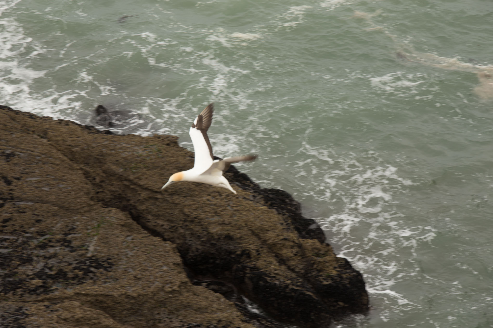 1102-AucklandGanets-0174.jpg