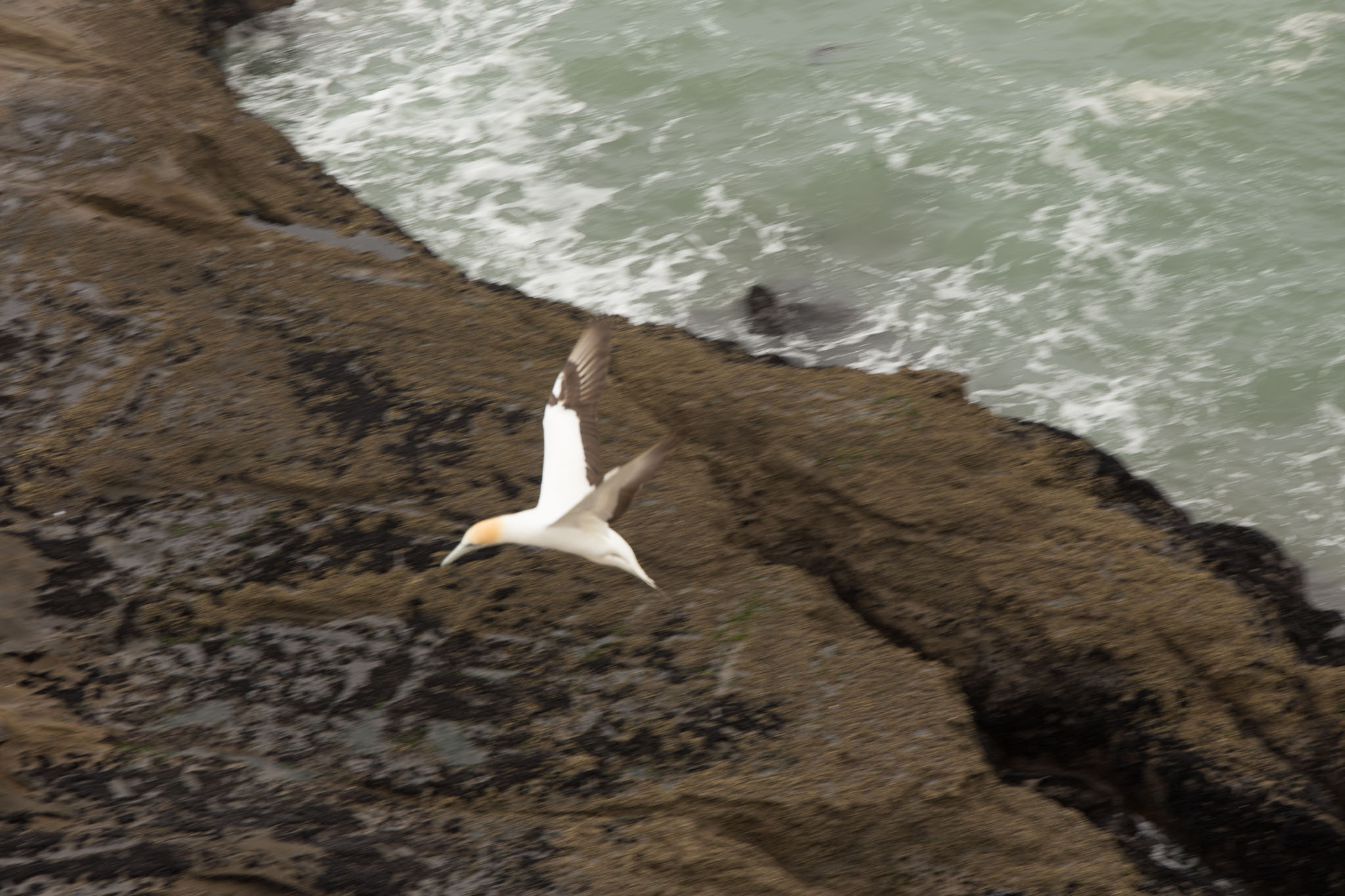 1102-AucklandGanets-0175.jpg