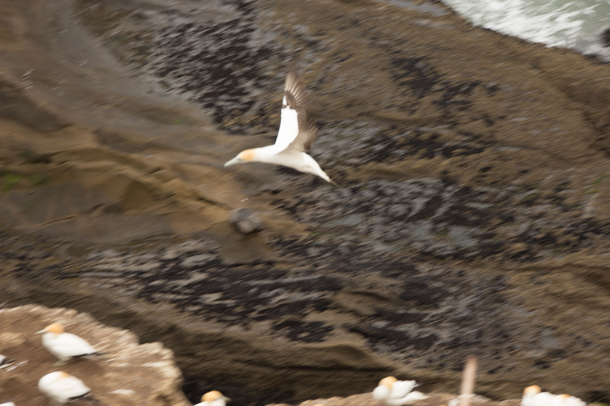 1102-AucklandGanets-0176.jpg