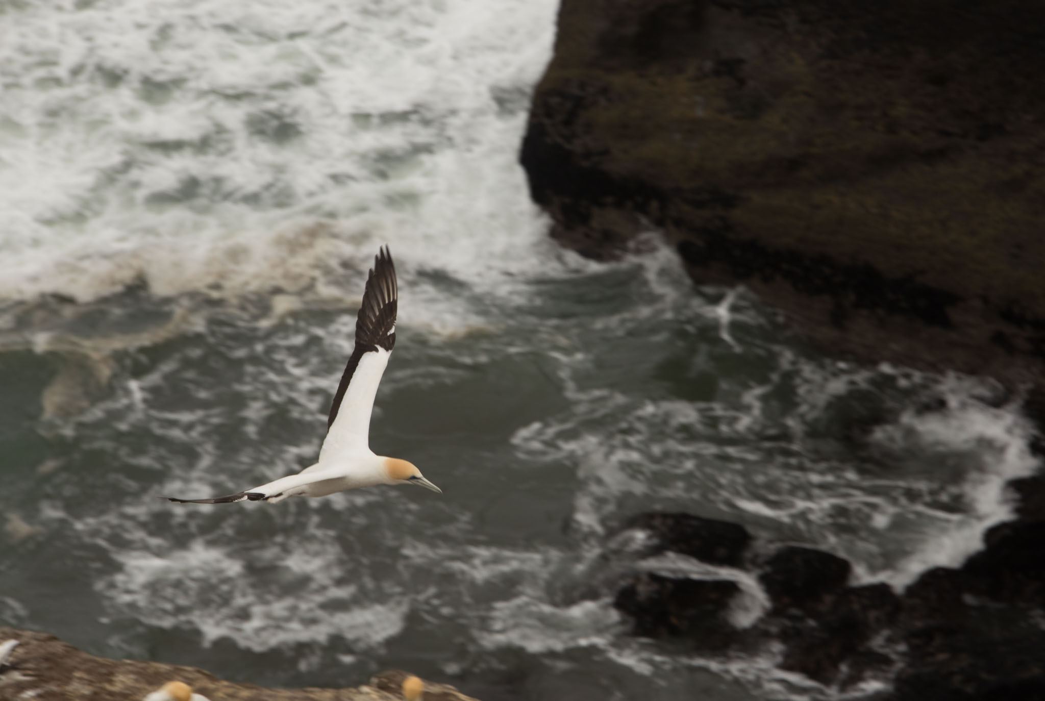 1102-AucklandGanets-0192.jpg