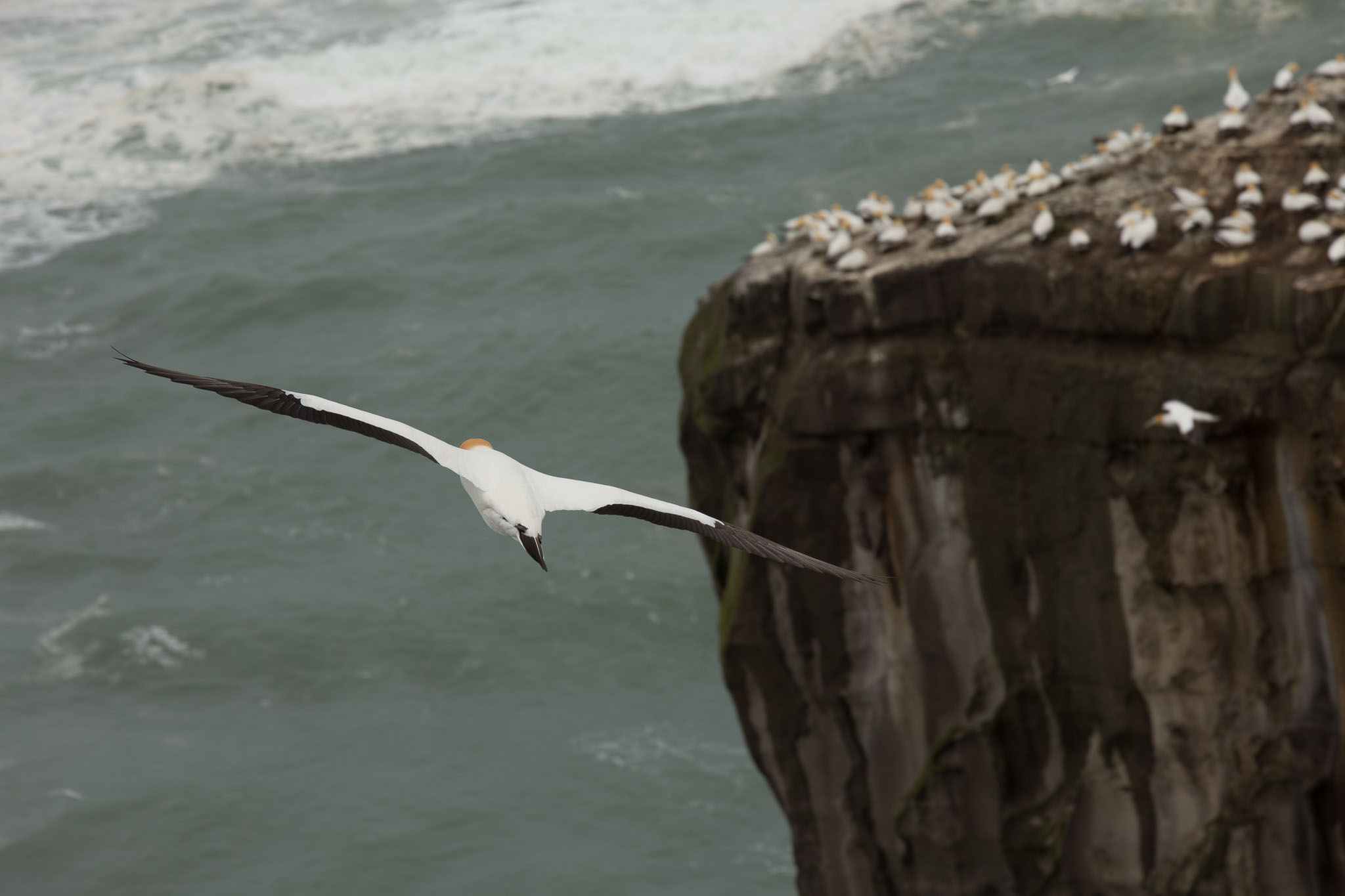 1102-AucklandGanets-0229.jpg