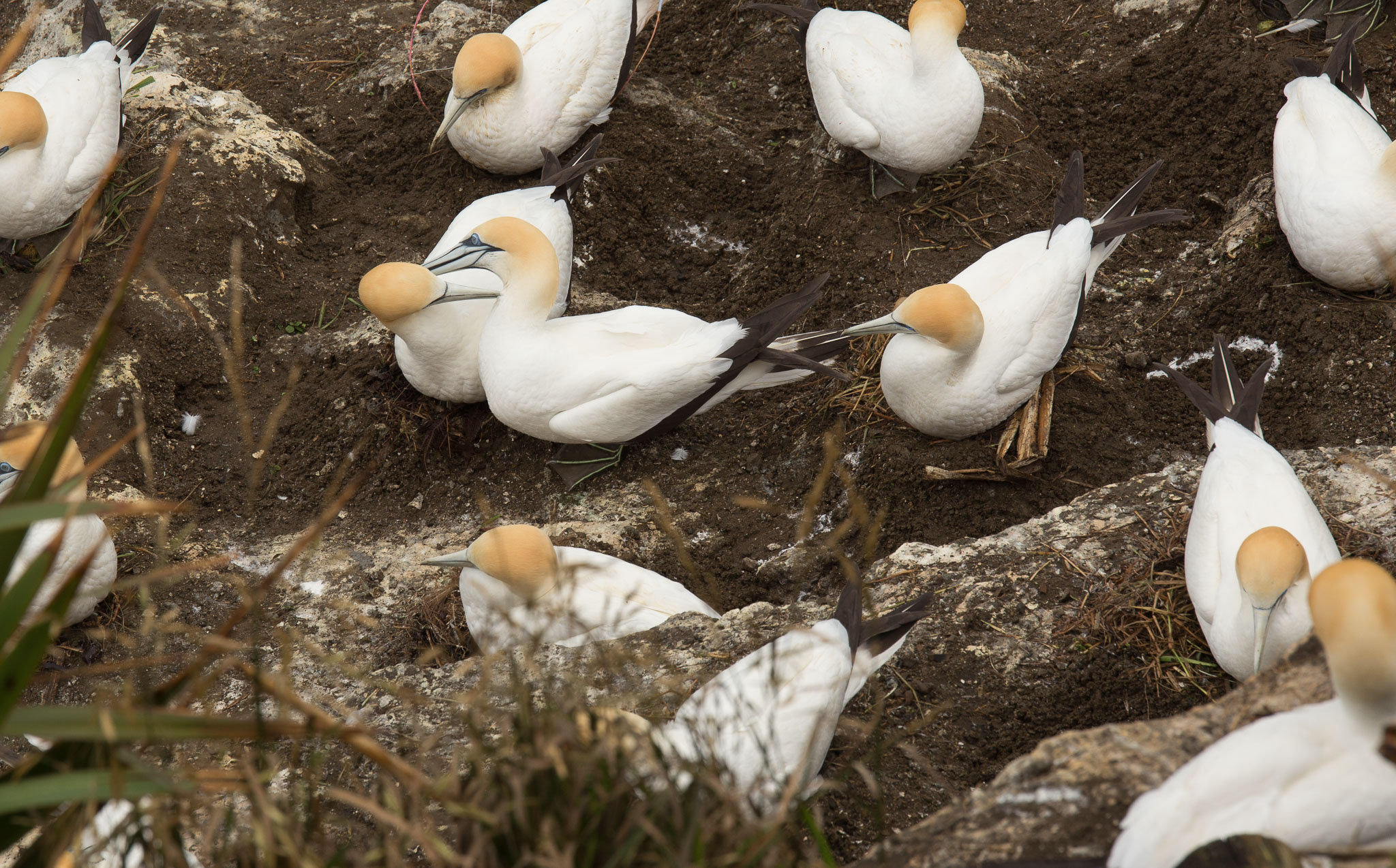 1102-AucklandGanets-0239.jpg