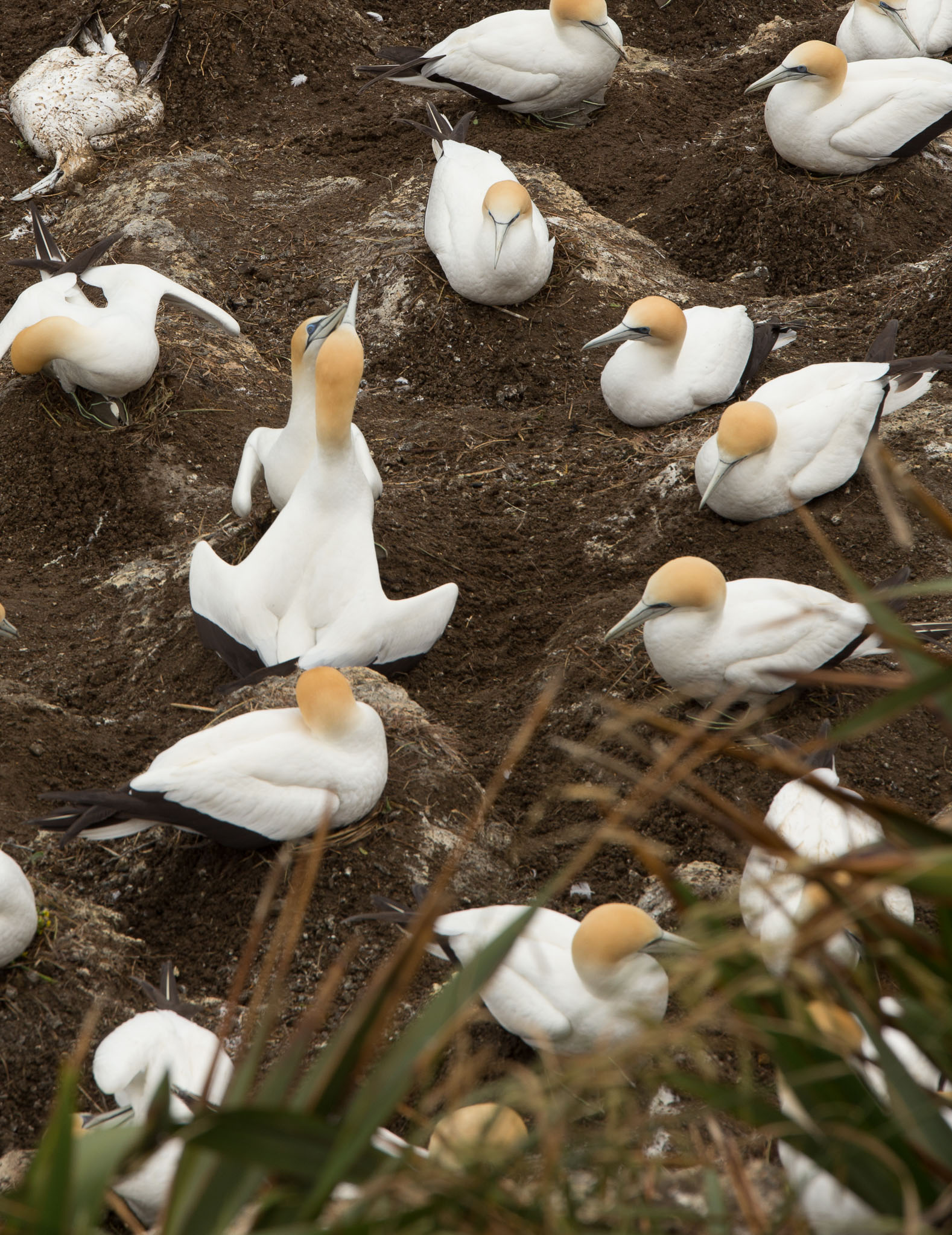 1102-AucklandGanets-0288.jpg