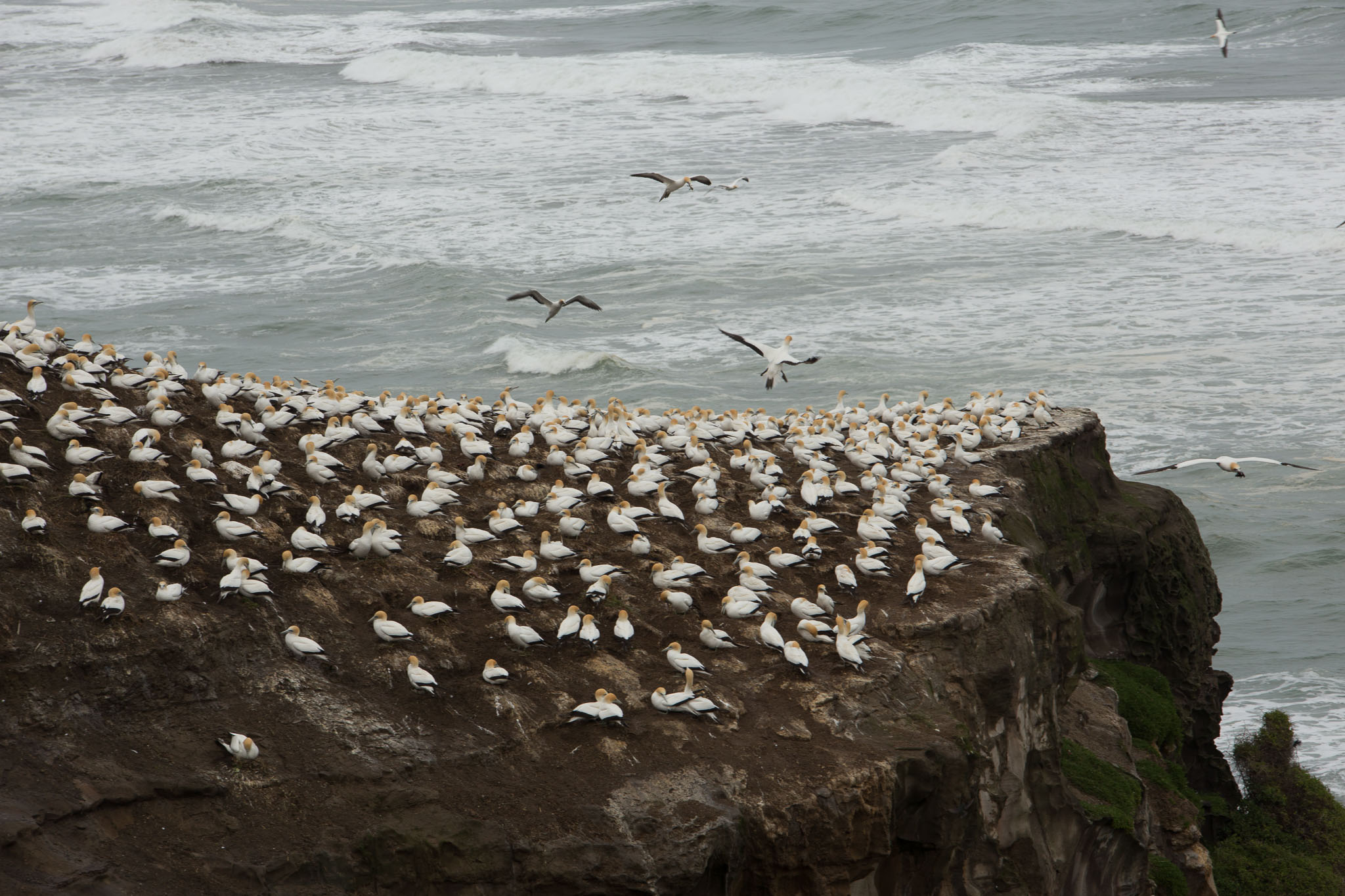 1102-AucklandGanets-0327.jpg