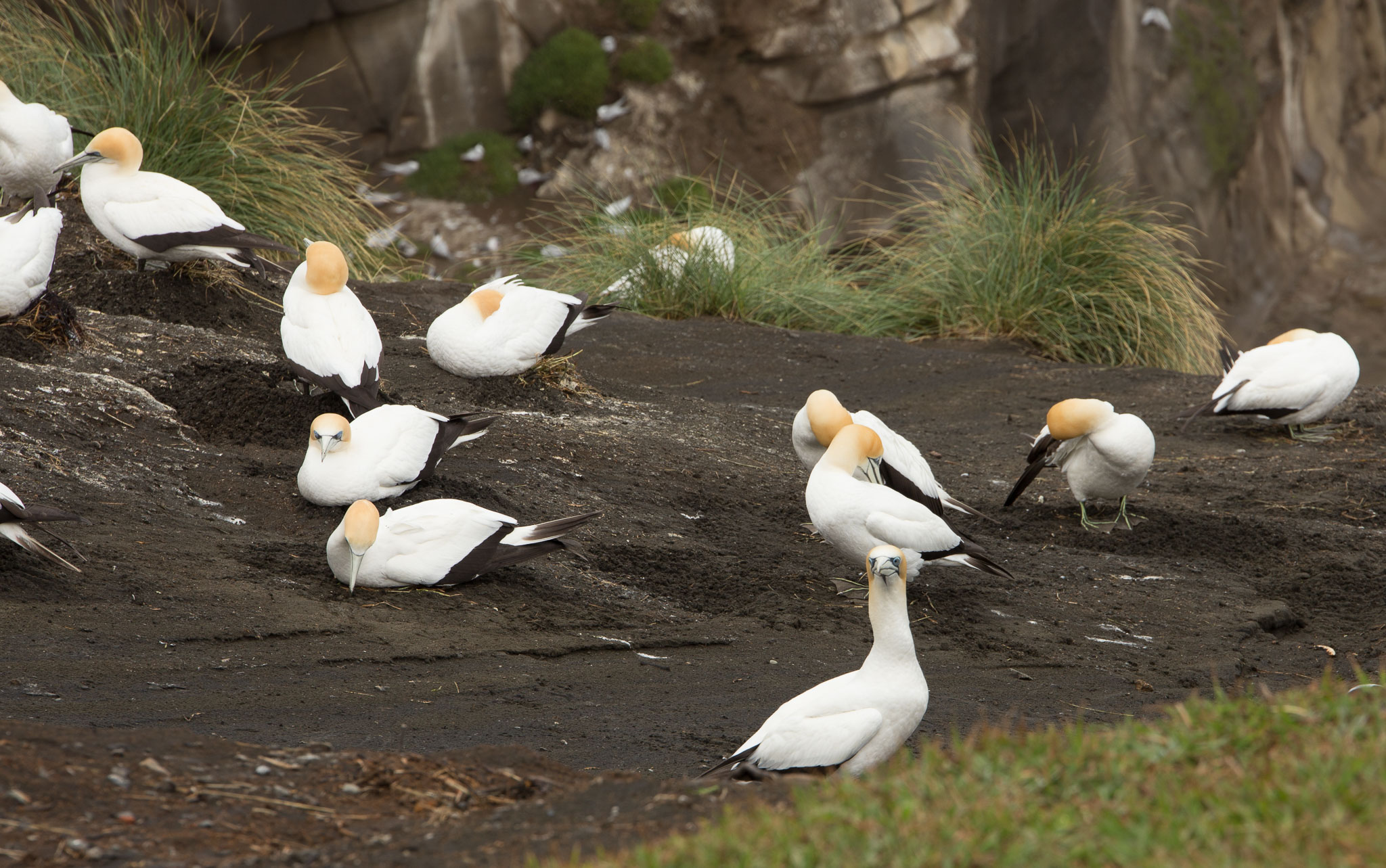 1102-AucklandGanets-0336.jpg