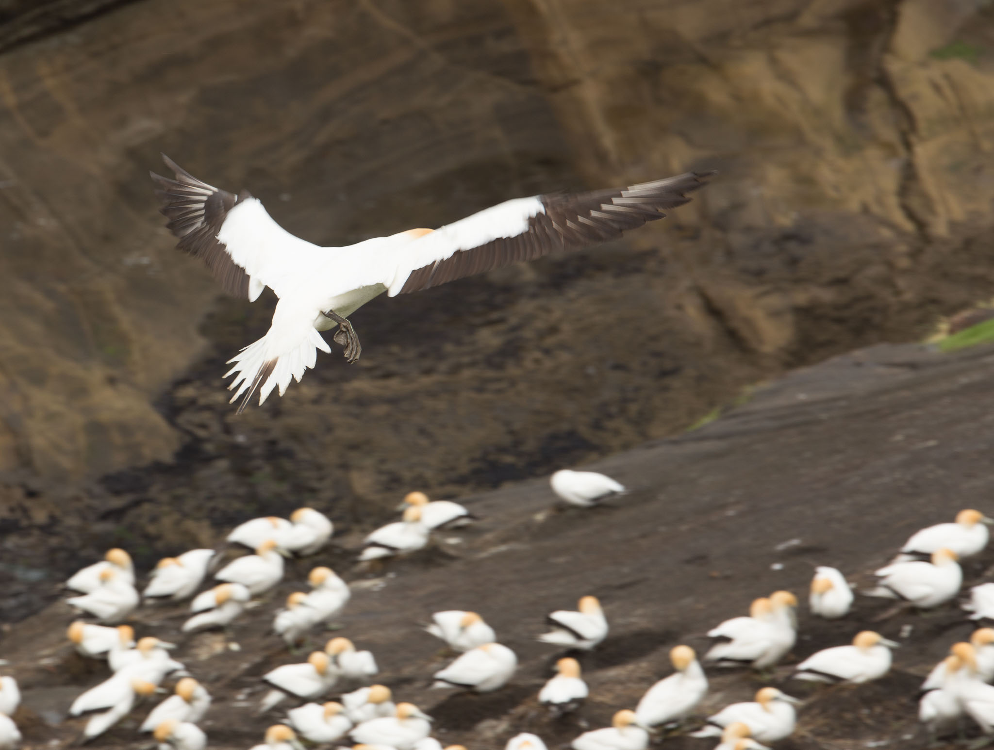 1102-AucklandGanets-0373.jpg