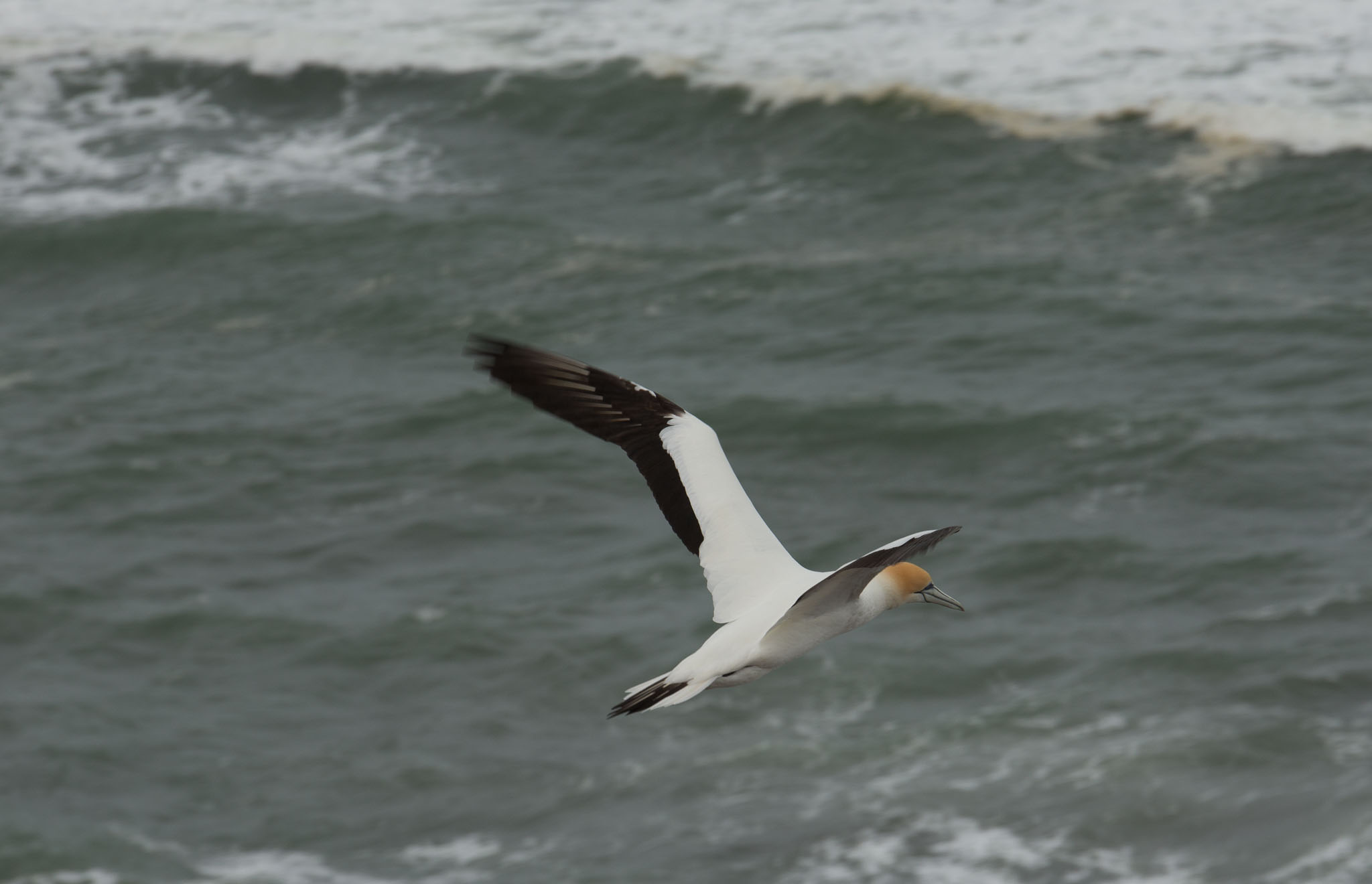 1102-AucklandGanets-0414.jpg