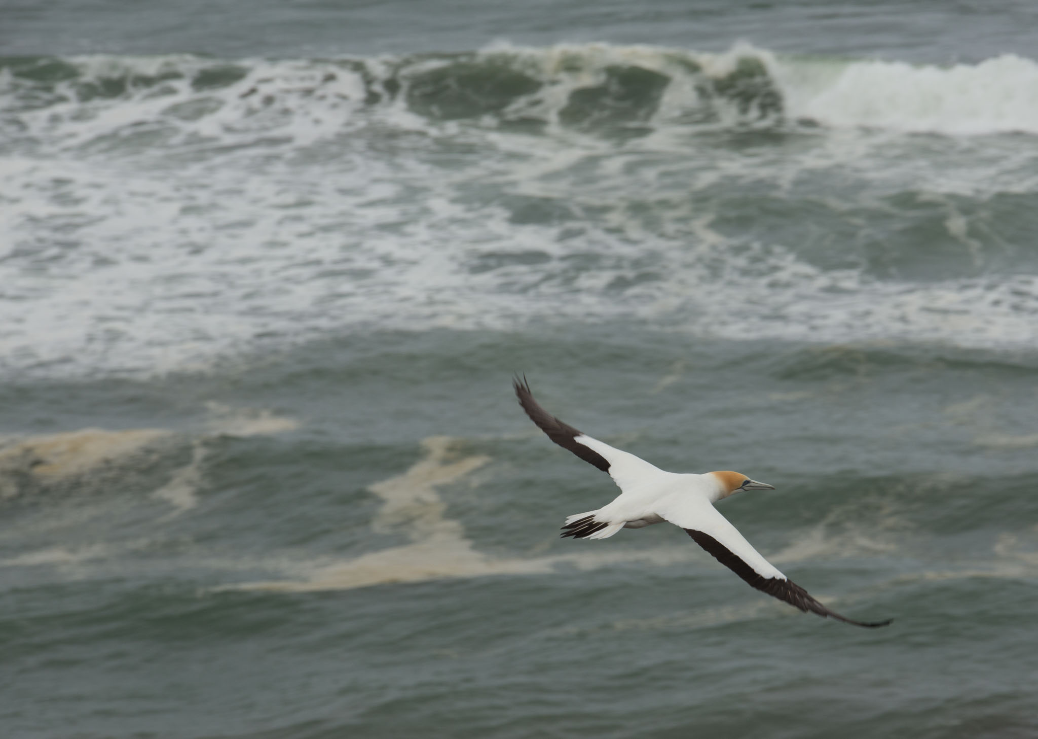 1102-AucklandGanets-0419.jpg