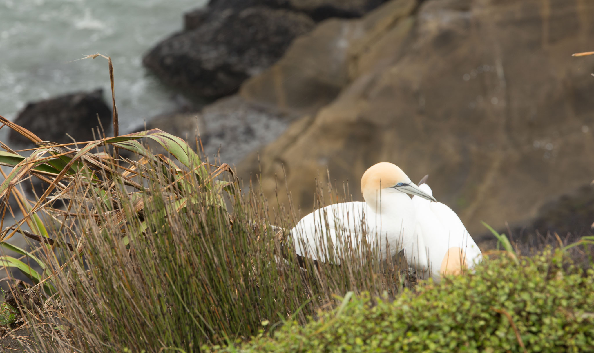 1102-AucklandGanets-0442.jpg