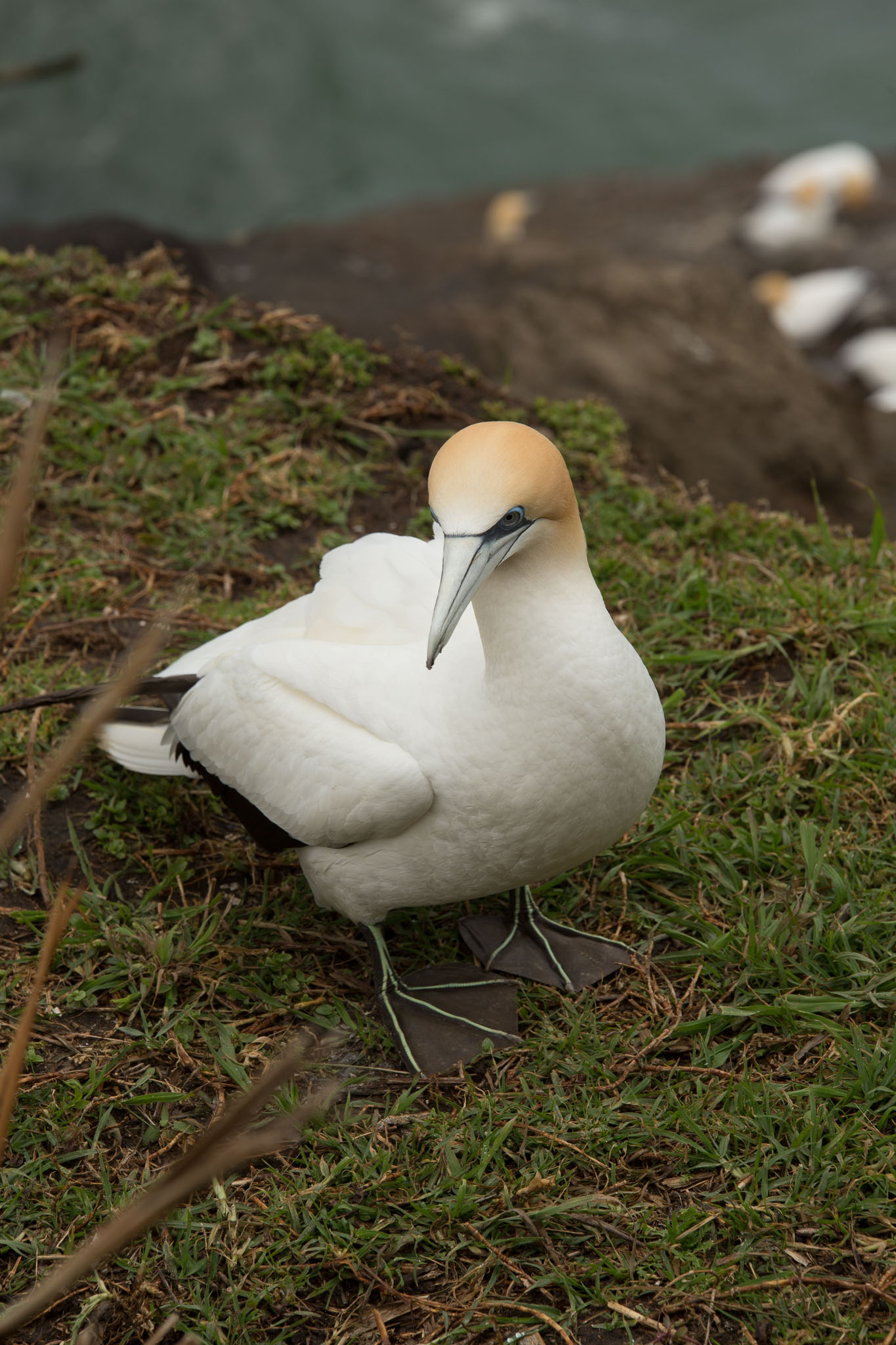 1102-AucklandGanets-0461.jpg