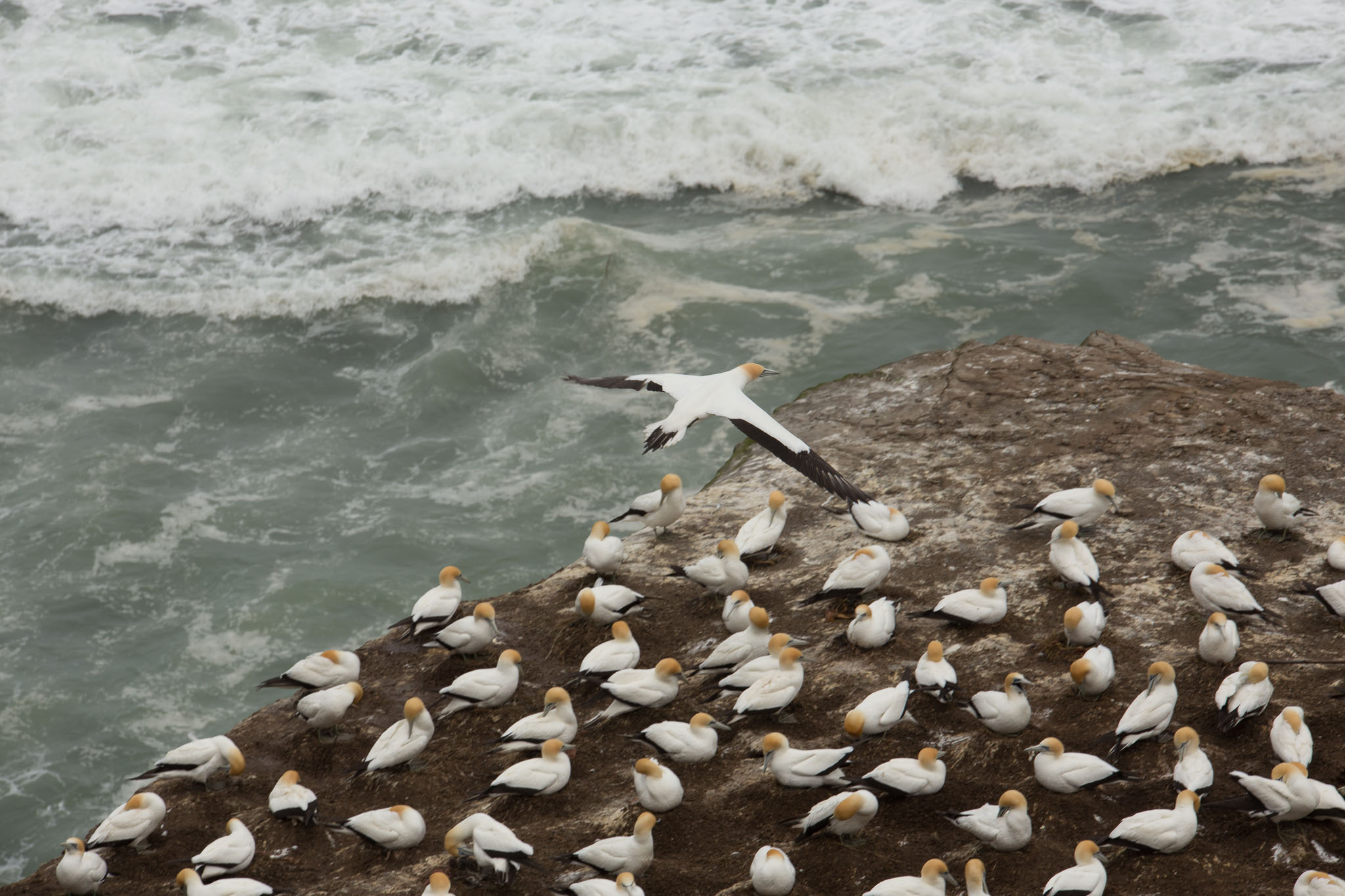 1102-AucklandGanets-0473.jpg