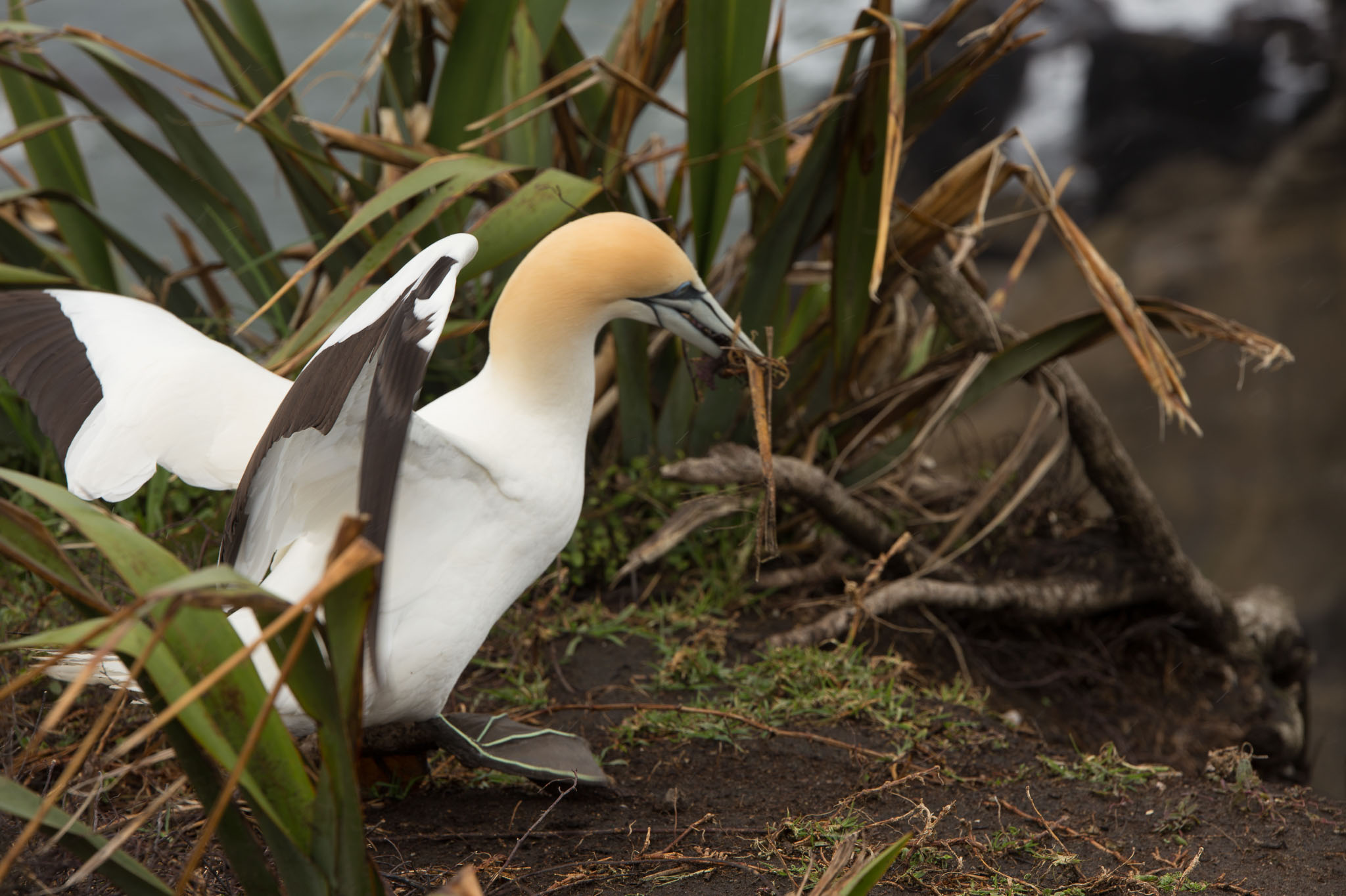 1102-AucklandGanets-0505.jpg