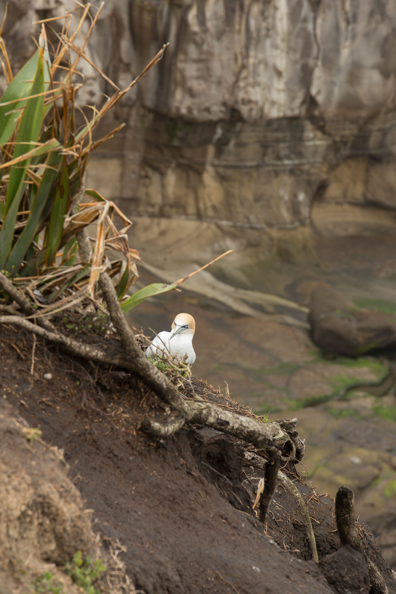 1102-AucklandGanets-0513.jpg