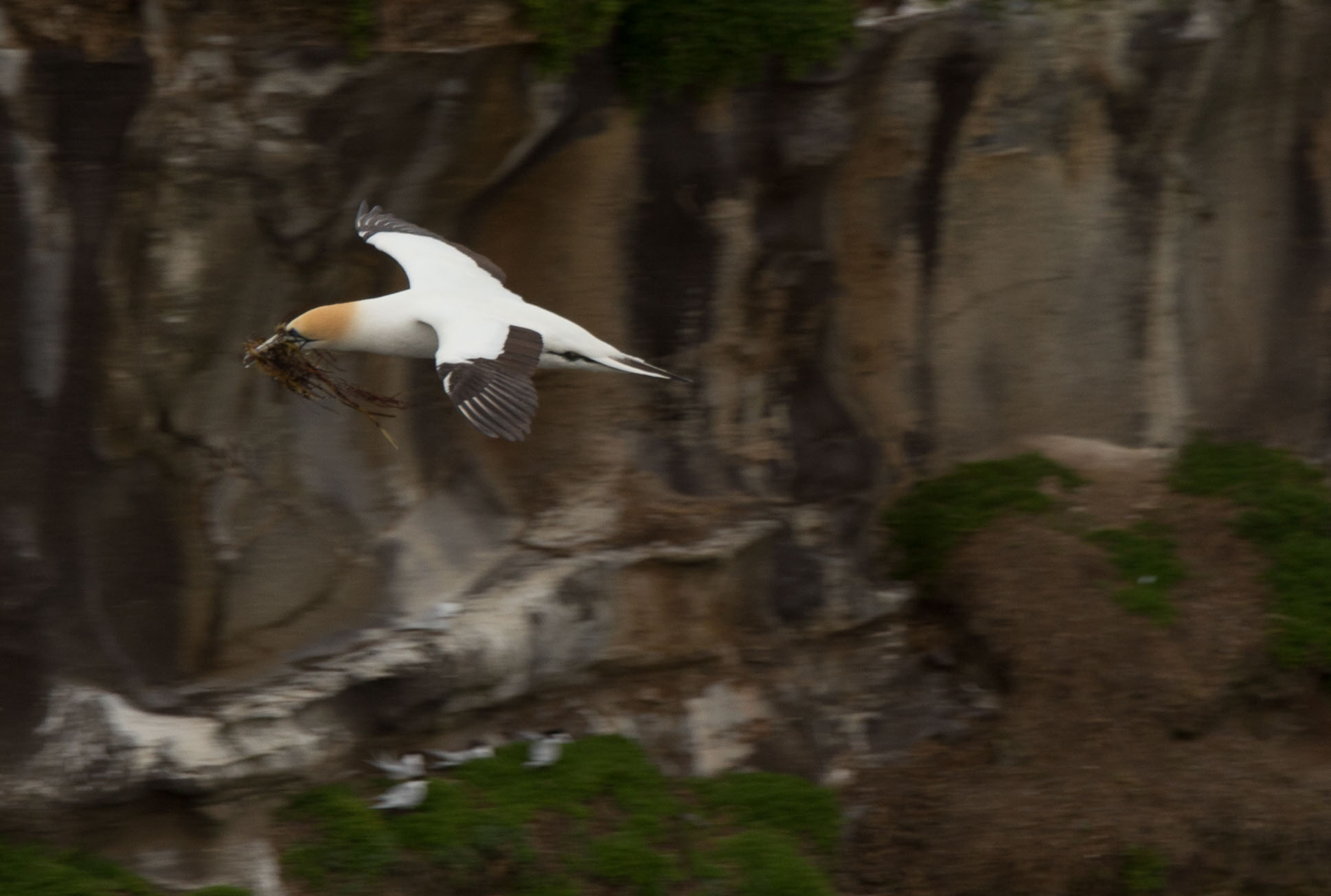 1102-AucklandGanets-0521.jpg