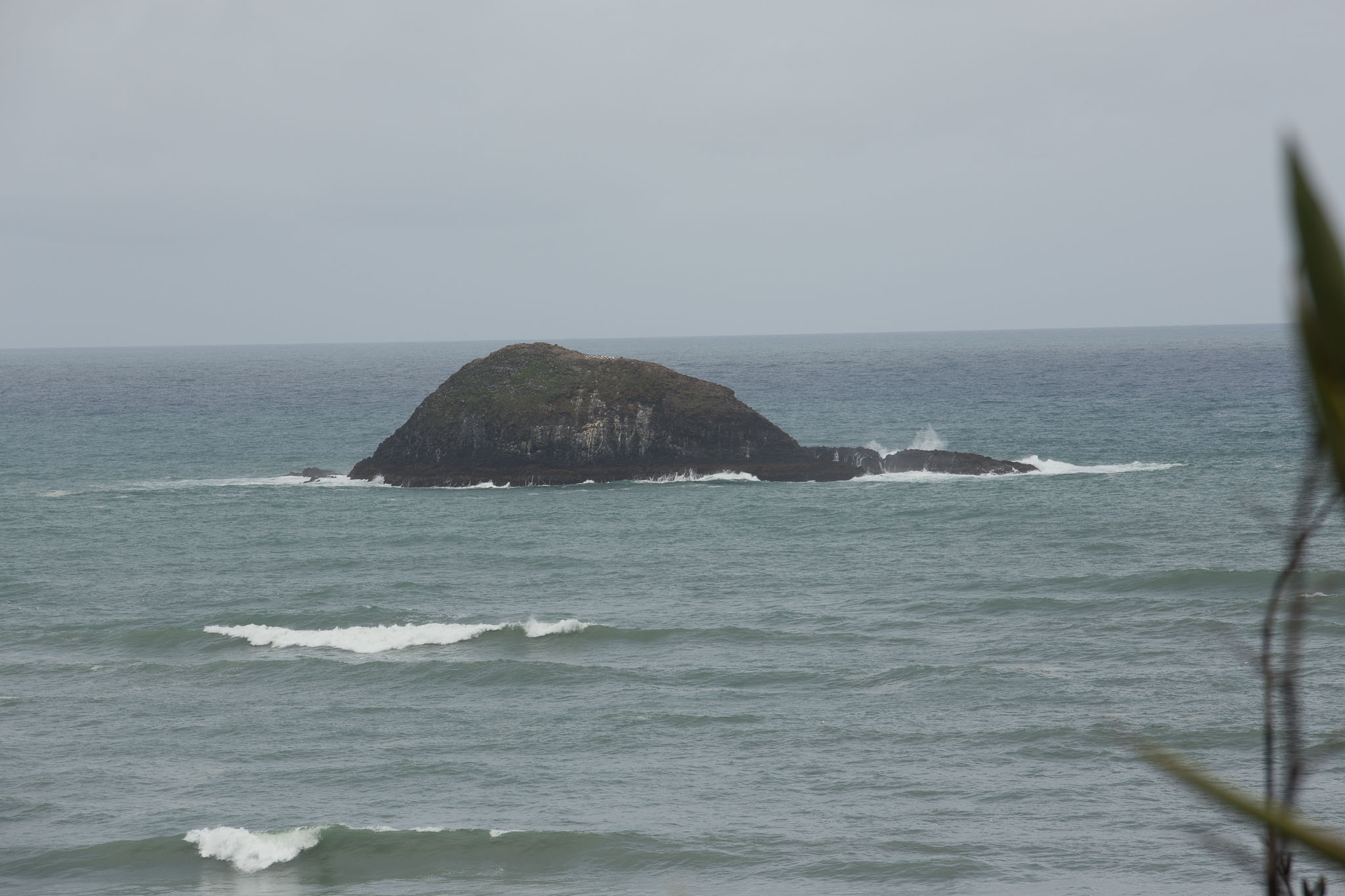 1102-AucklandGanets-0528.jpg