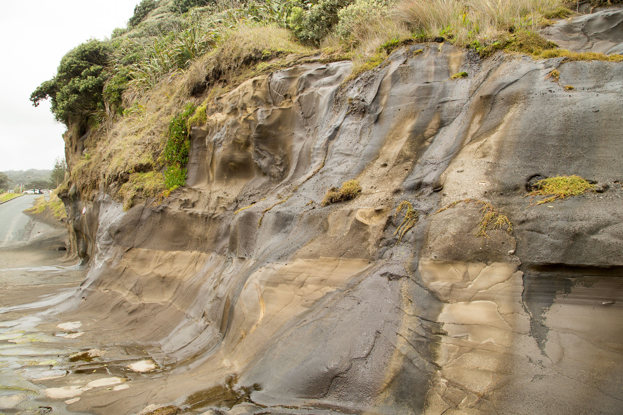 1103-AucklandGanets-0577.jpg