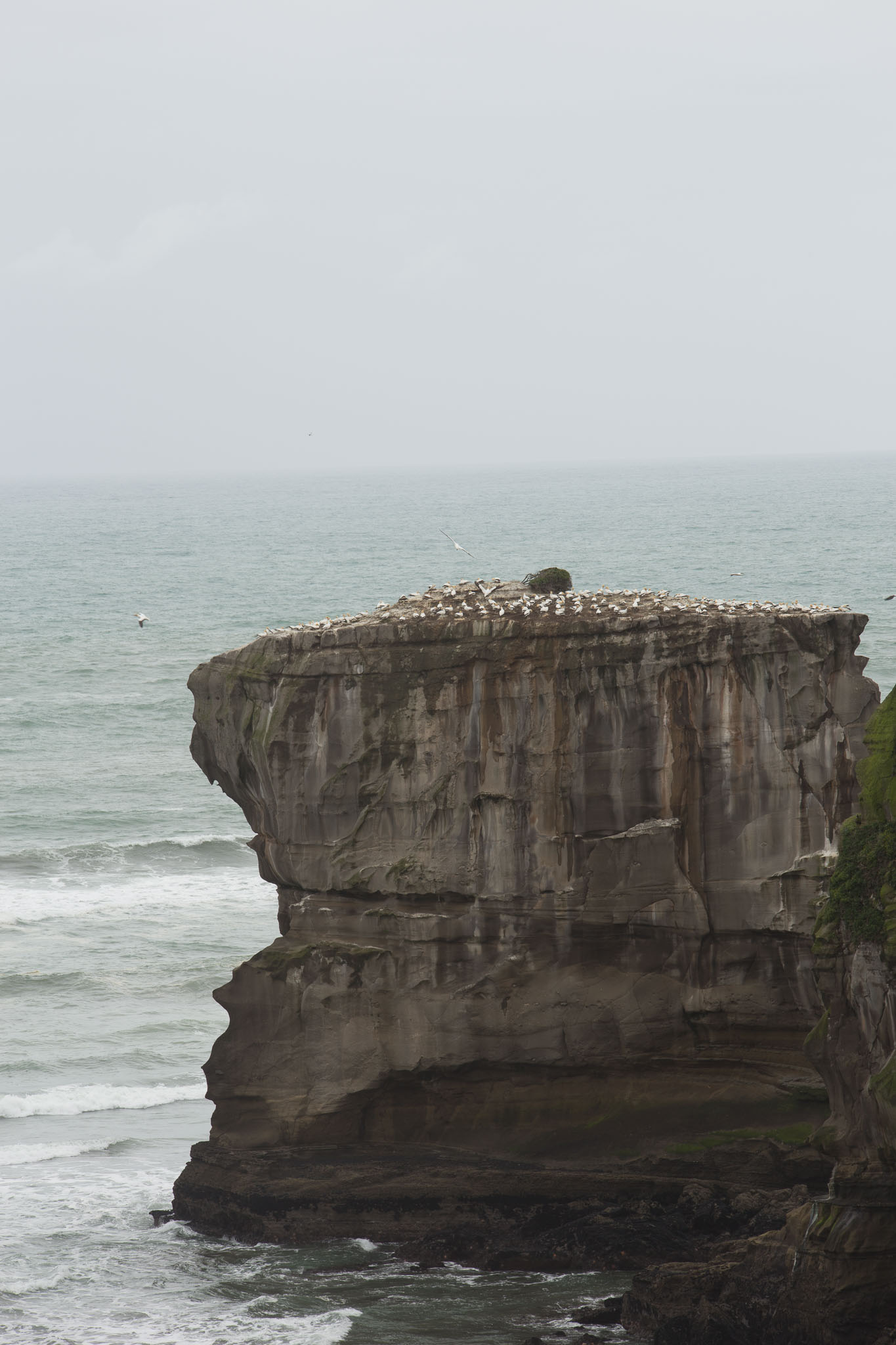 1103-AucklandGanets-0601.jpg