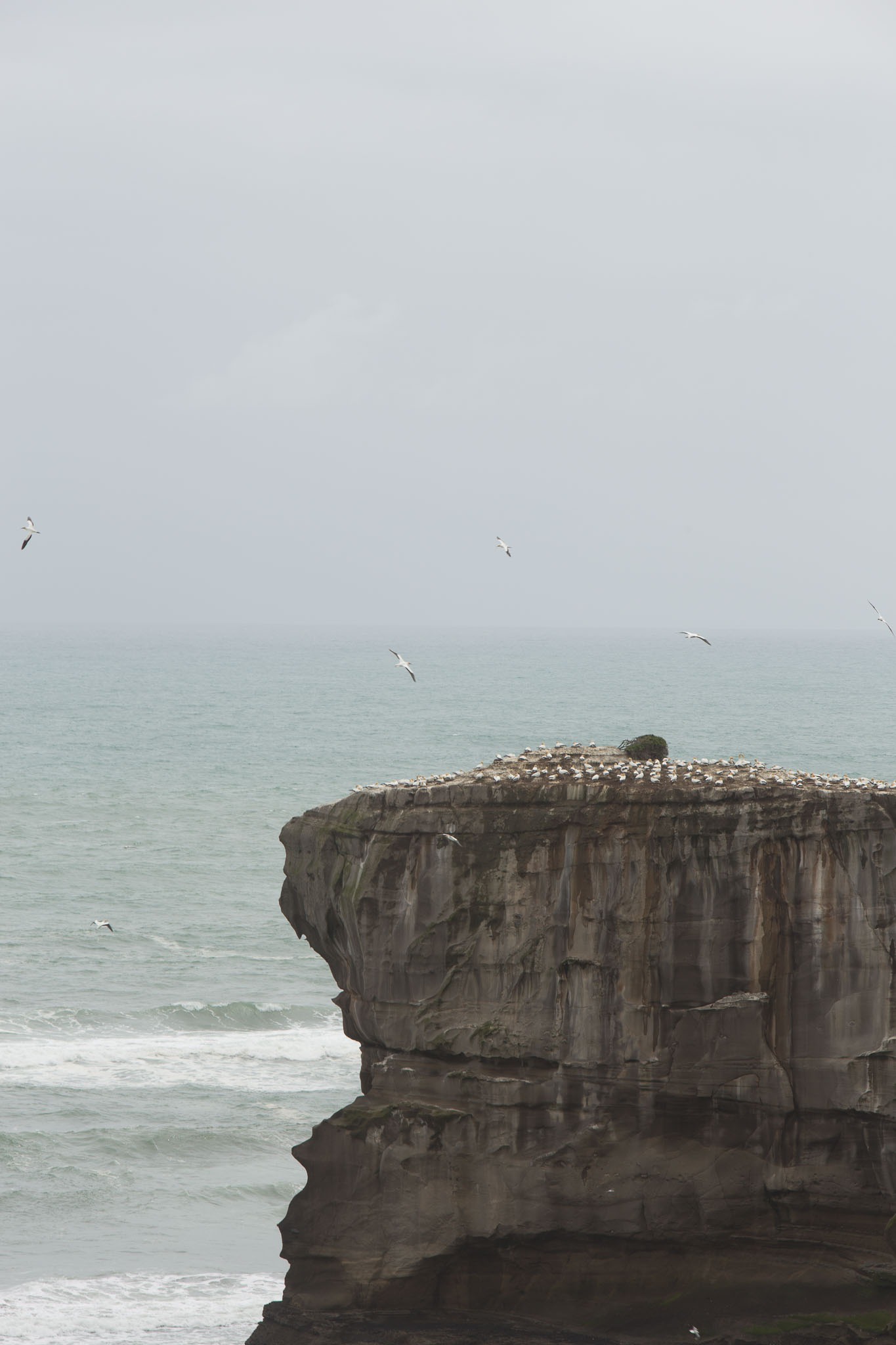 1103-AucklandGanets-0615.jpg