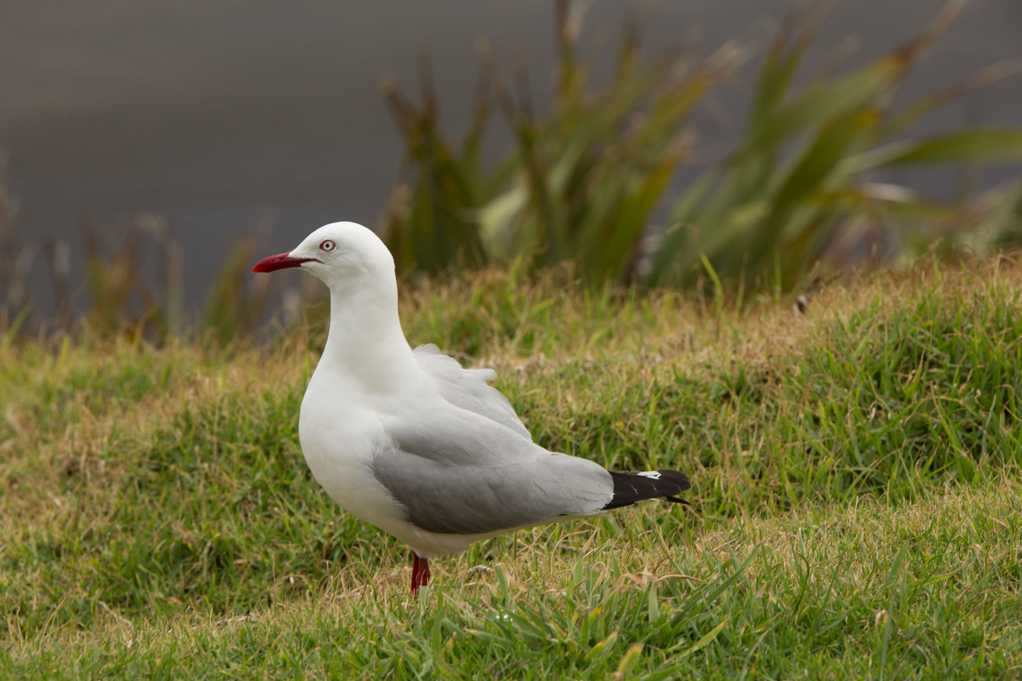 1103-AucklandGanets-0622.jpg
