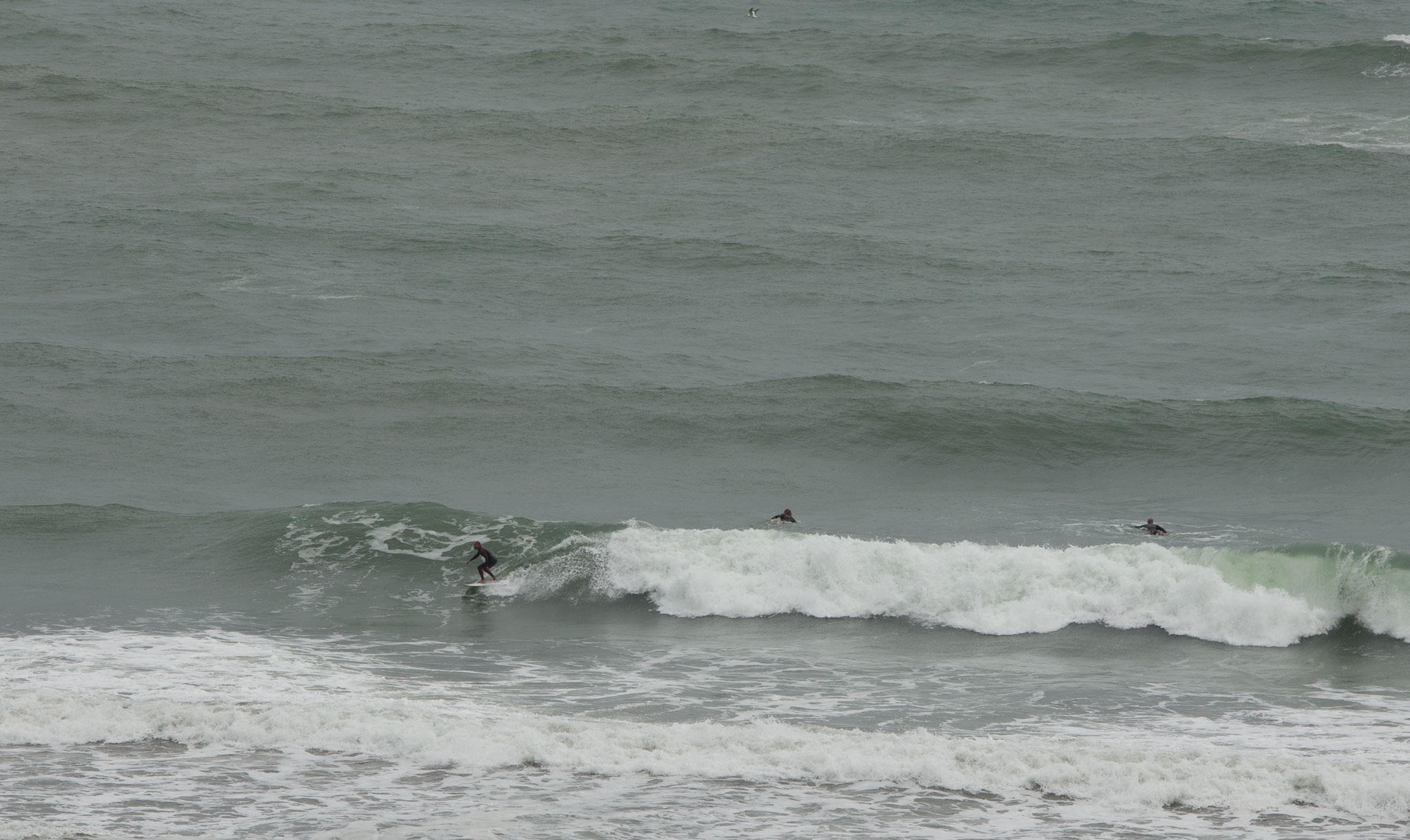 1103-AucklandGanets-0624.jpg