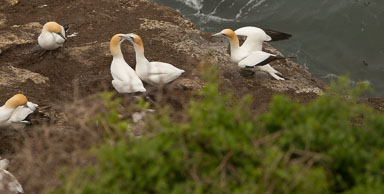 1102-AucklandGanets-0114.jpg