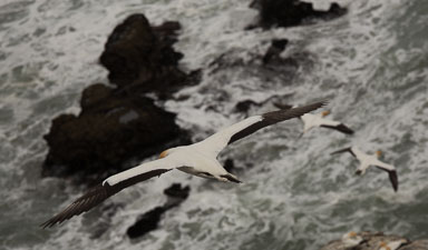 1102-AucklandGanets-0159.jpg