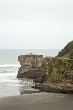Auckland Ganets