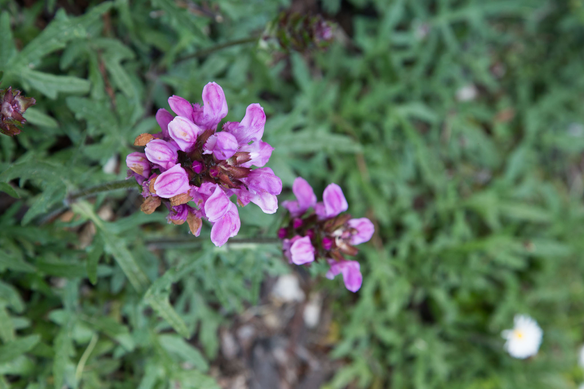 1110-Coramandle-0154.jpg