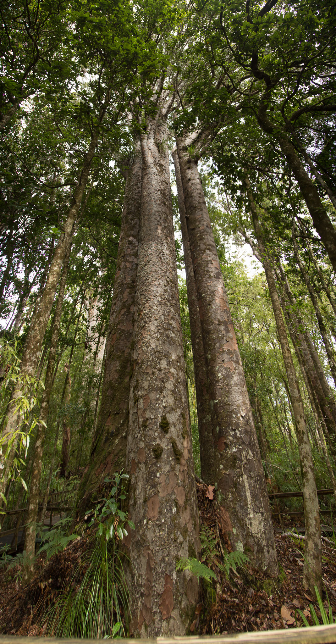 1104-Kuri-0022-pano1.jpg