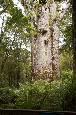 Oldest Kauri Tree