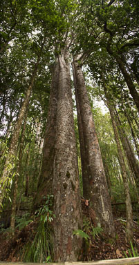 1104-Kuri-0022-pano1.jpg
