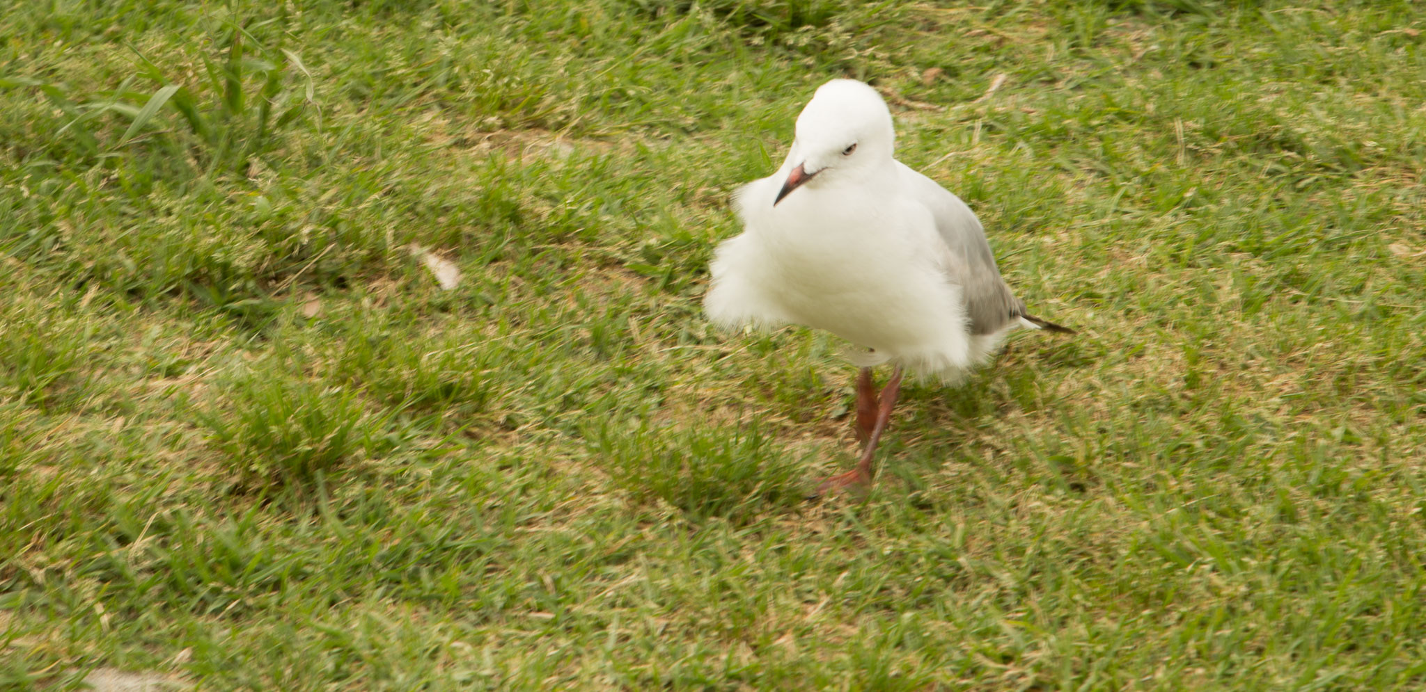 1030-WaihekeIsland-0083.jpg